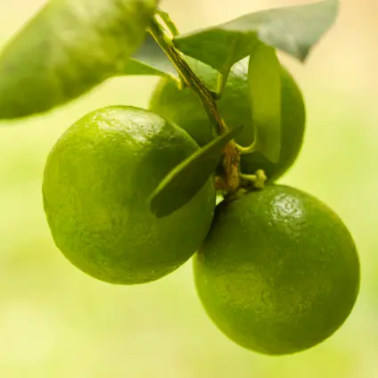 Limes - Fresh produce from D' HOY Distribution South Florida Inc.