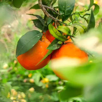 Oranges - Fresh produce from D' HOY Distribution South Florida Inc.