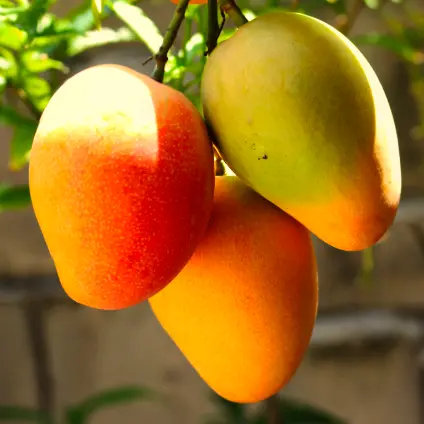 Mangoes - Fresh produce from D' HOY Distribution South Florida Inc.